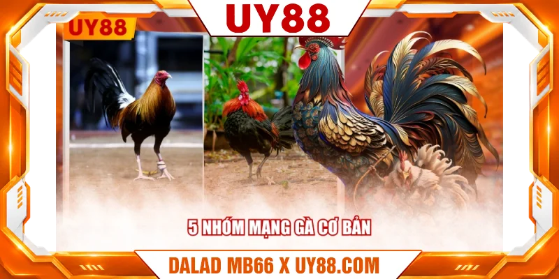 5 nhóm mạng gà cơ bản