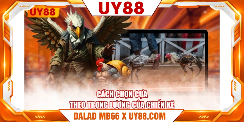 Cách chọn cựa theo trọng lượng của chiến kê