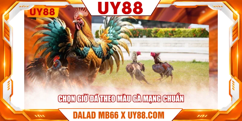Chọn giờ đá theo màu gà mạng chuẩn