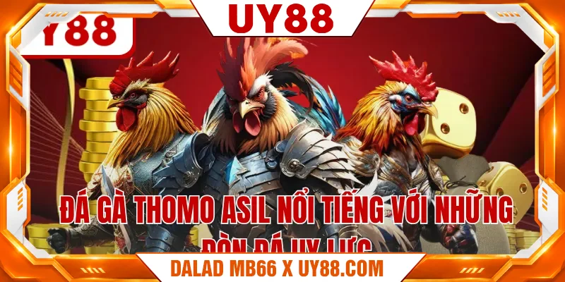 Đá gà Thomo Asil nổi tiếng với những đòn đá uy lực Đá gà Thomo Asil nổi tiếng với những đòn đá uy lực