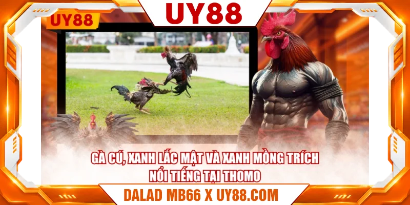 Gà Cú, Xanh Lắc Mật và Xanh Mồng Trích nổi tiếng tại Thomo Gà Cú, Xanh Lắc Mật và Xanh Mồng Trích nổi tiếng tại Thomo